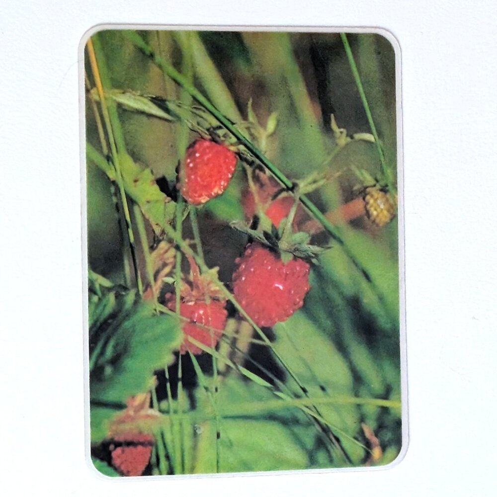 Vintage Russian Soviet USSR Pocket Calendar Stankoimport Wild Strawberries 1976